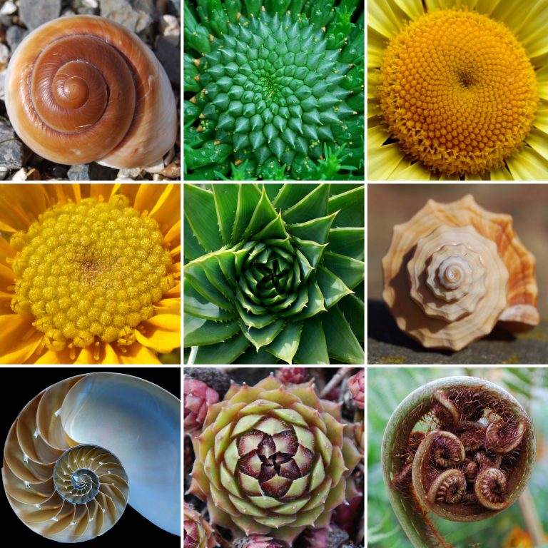fibonacci facts fibonacci sequence in nature